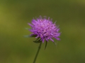 Cephalaria uralensis Głowaczek uralski